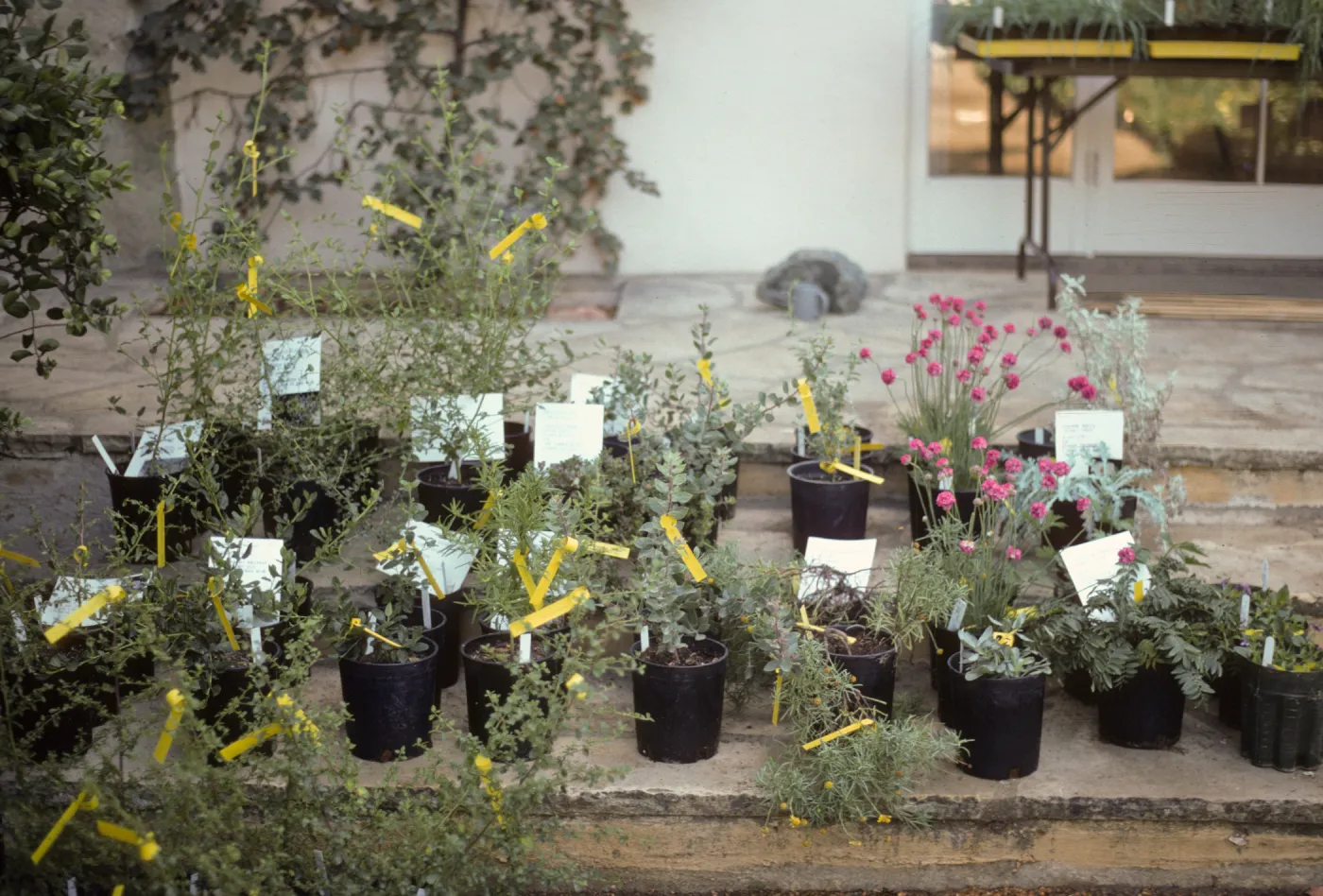 Fall Plant Sale, 1985