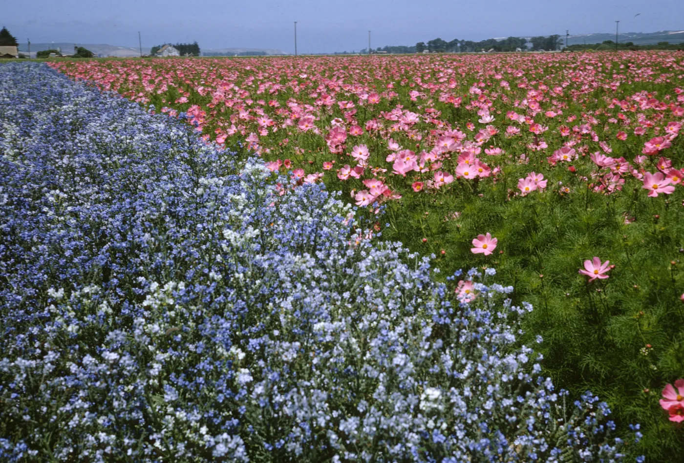 Lompoc flower fields