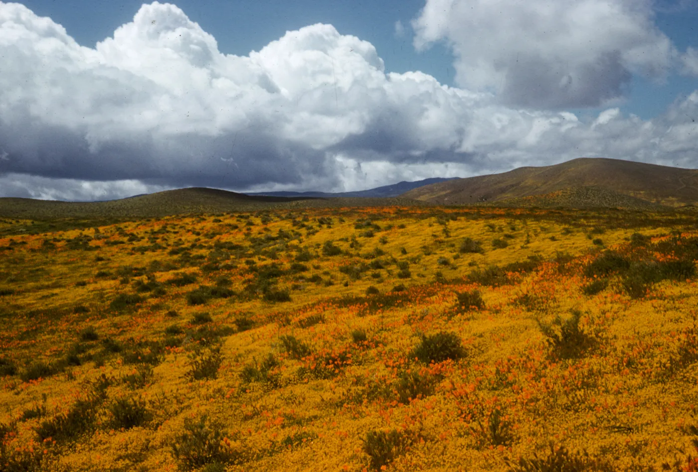 Antelope Valley, Wildflowers