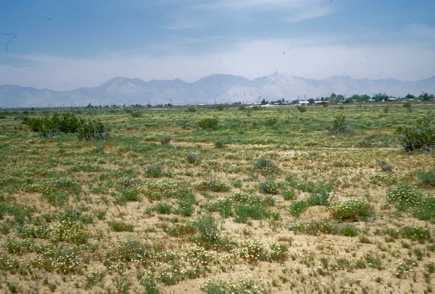 Mojave Desert