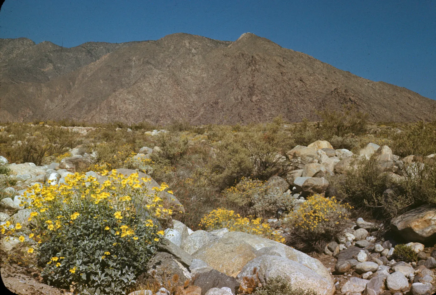 desert wildflowers; Encelia, Hyptis emoryi, Dalea schotii