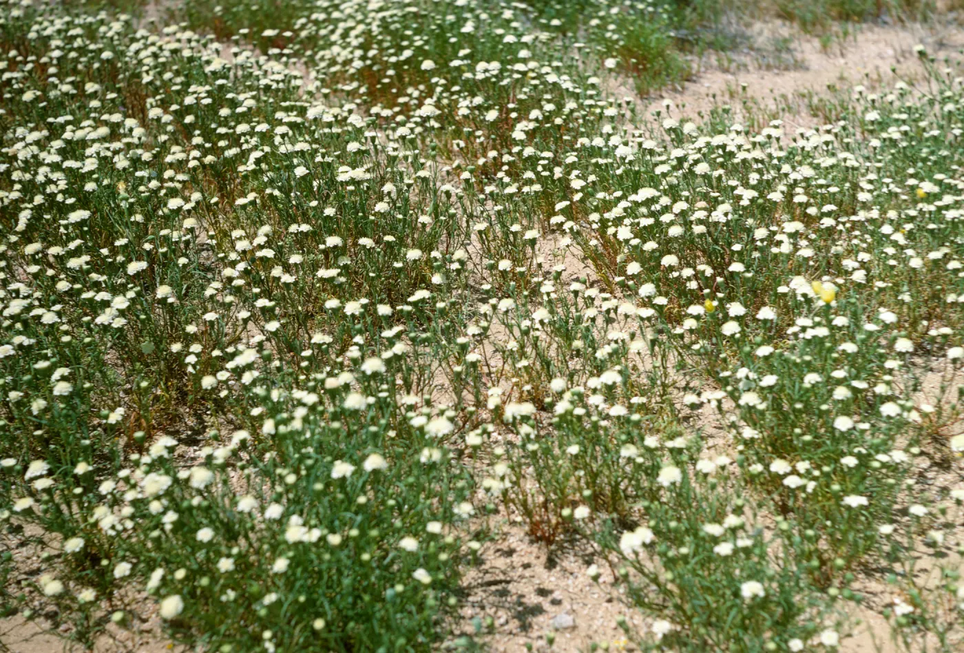 Mojave Desert, desert flowers