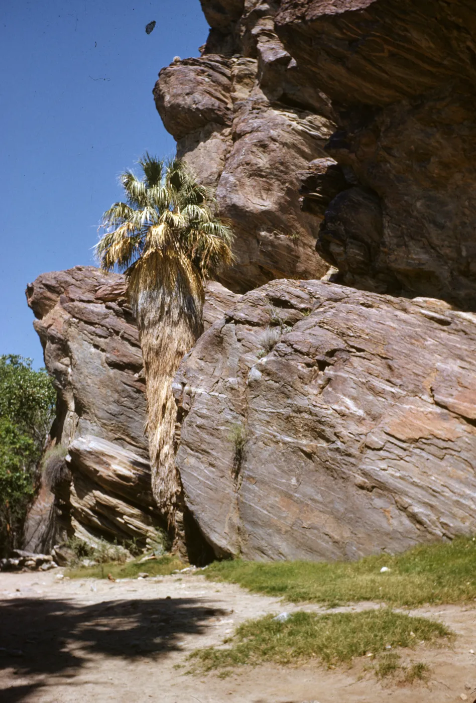 rocks and palm in Andreas Canyon