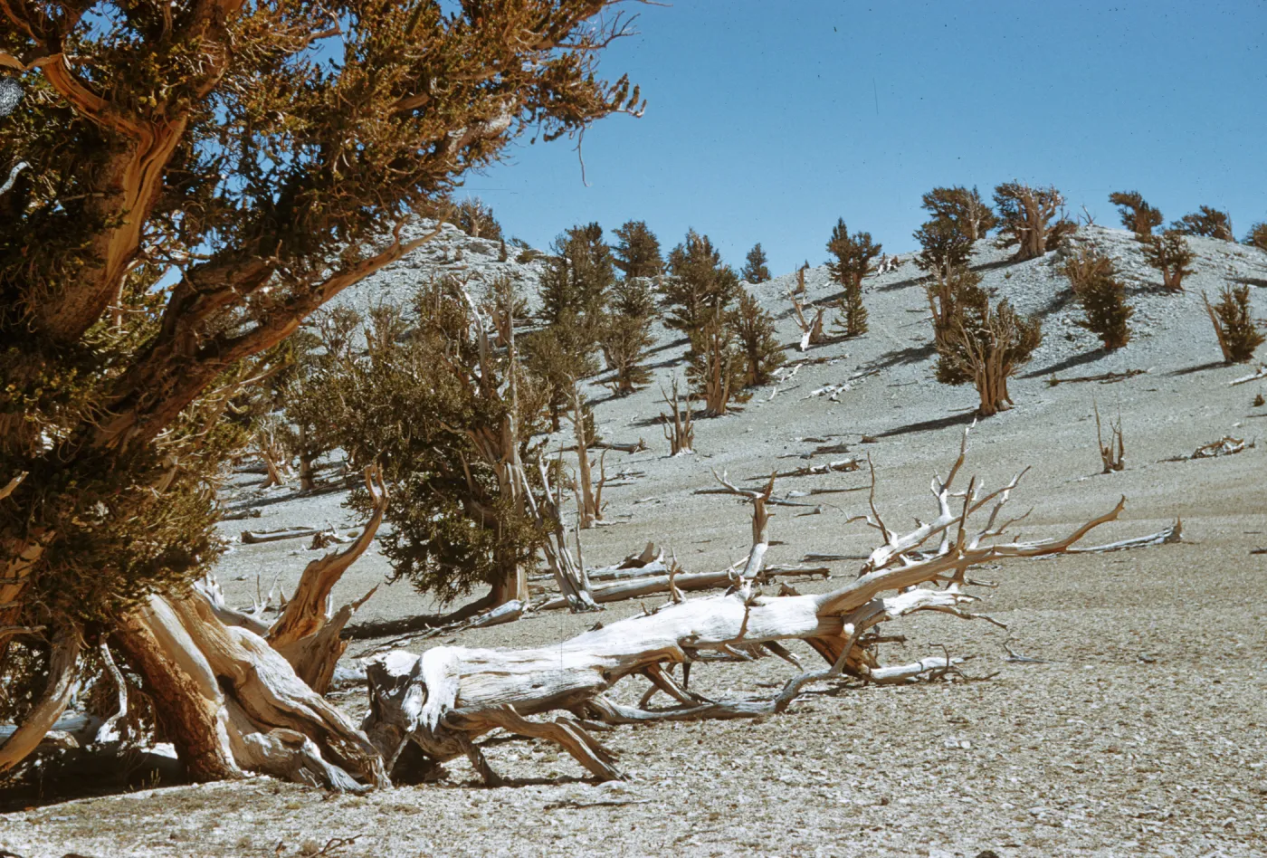 White Mountains, Bristlecone pine