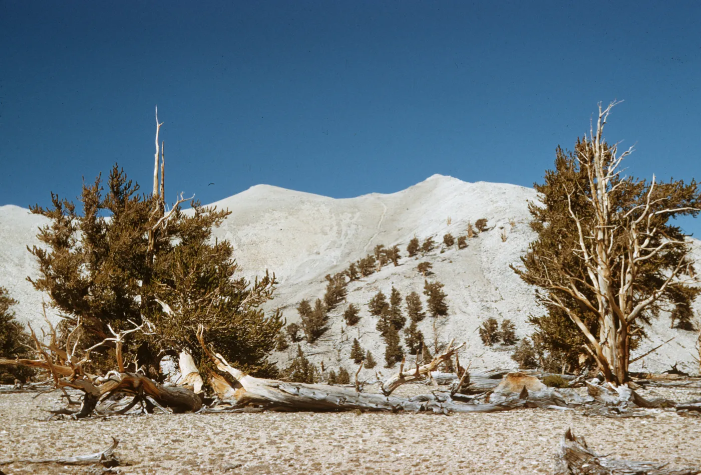 White Mountains, Bristlecone pines