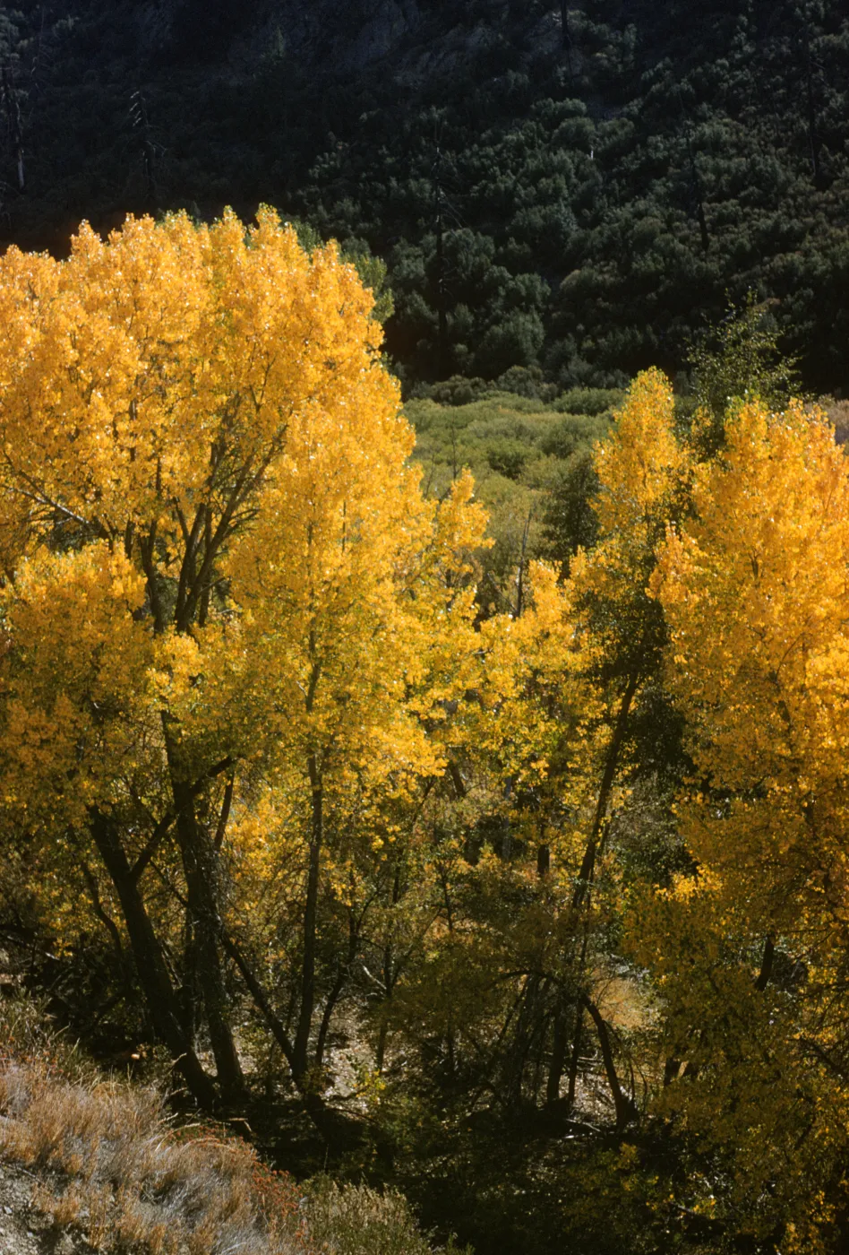 cottonwoods, Sespe