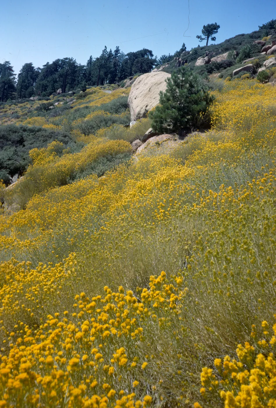 Reyes Peak, Ventura County