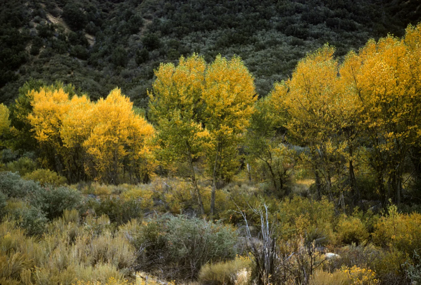 Sespe Creek cottonwoods