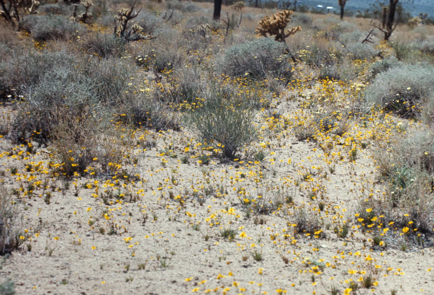Custer Road, Lucerne Valley, Mojave Desert, Coreopsis