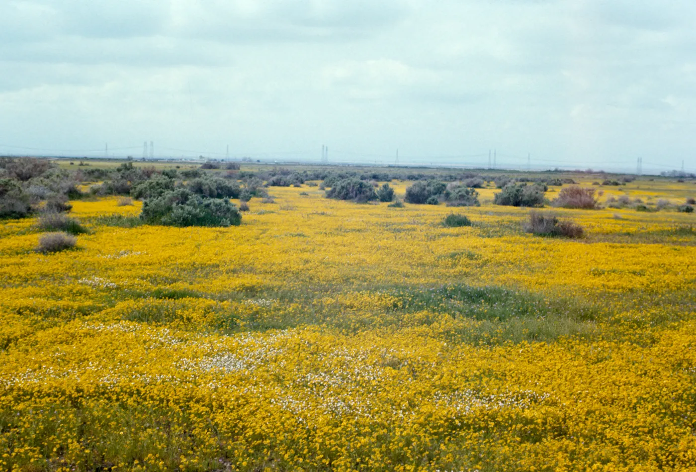 Mojave Desert