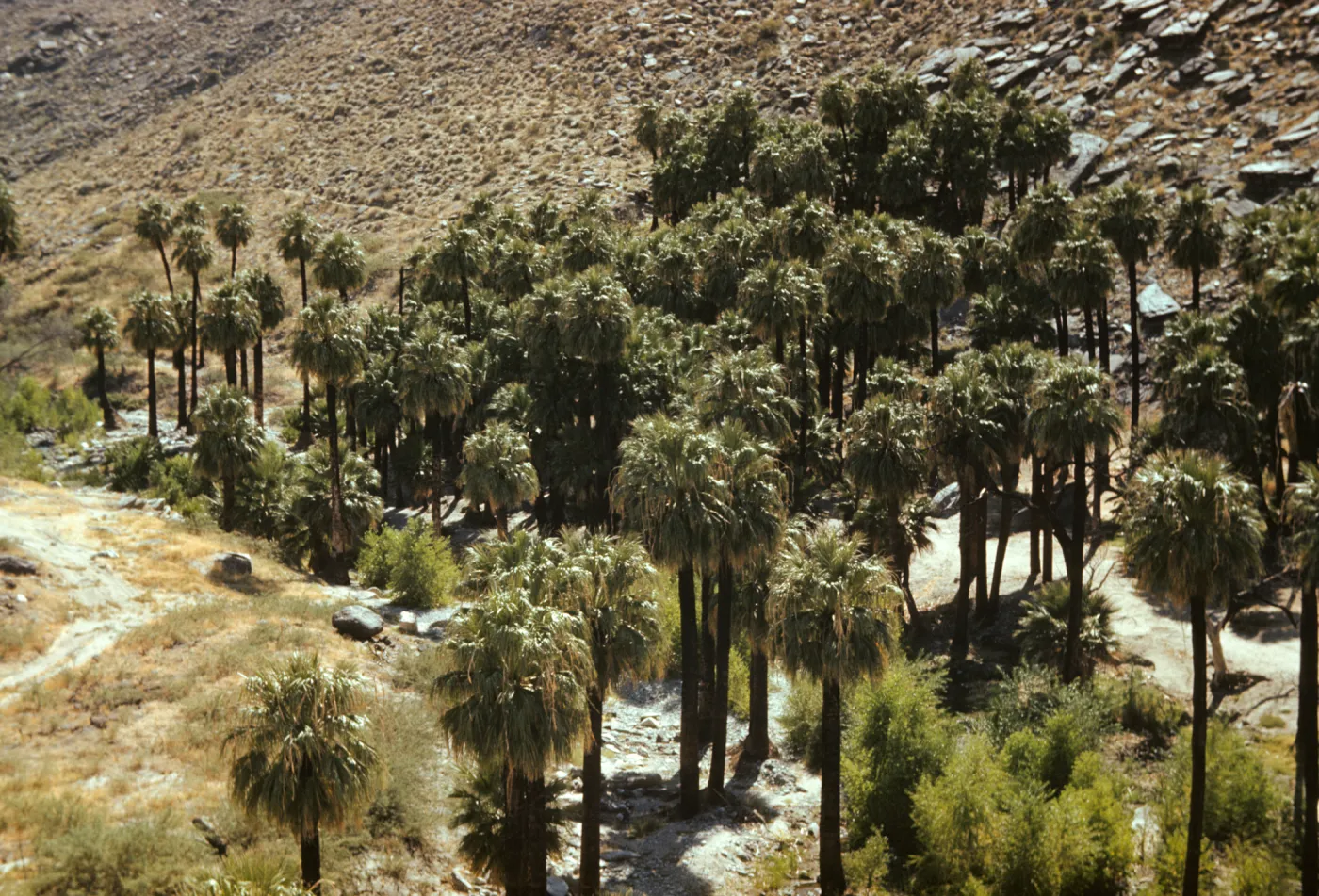 Palm Canyon