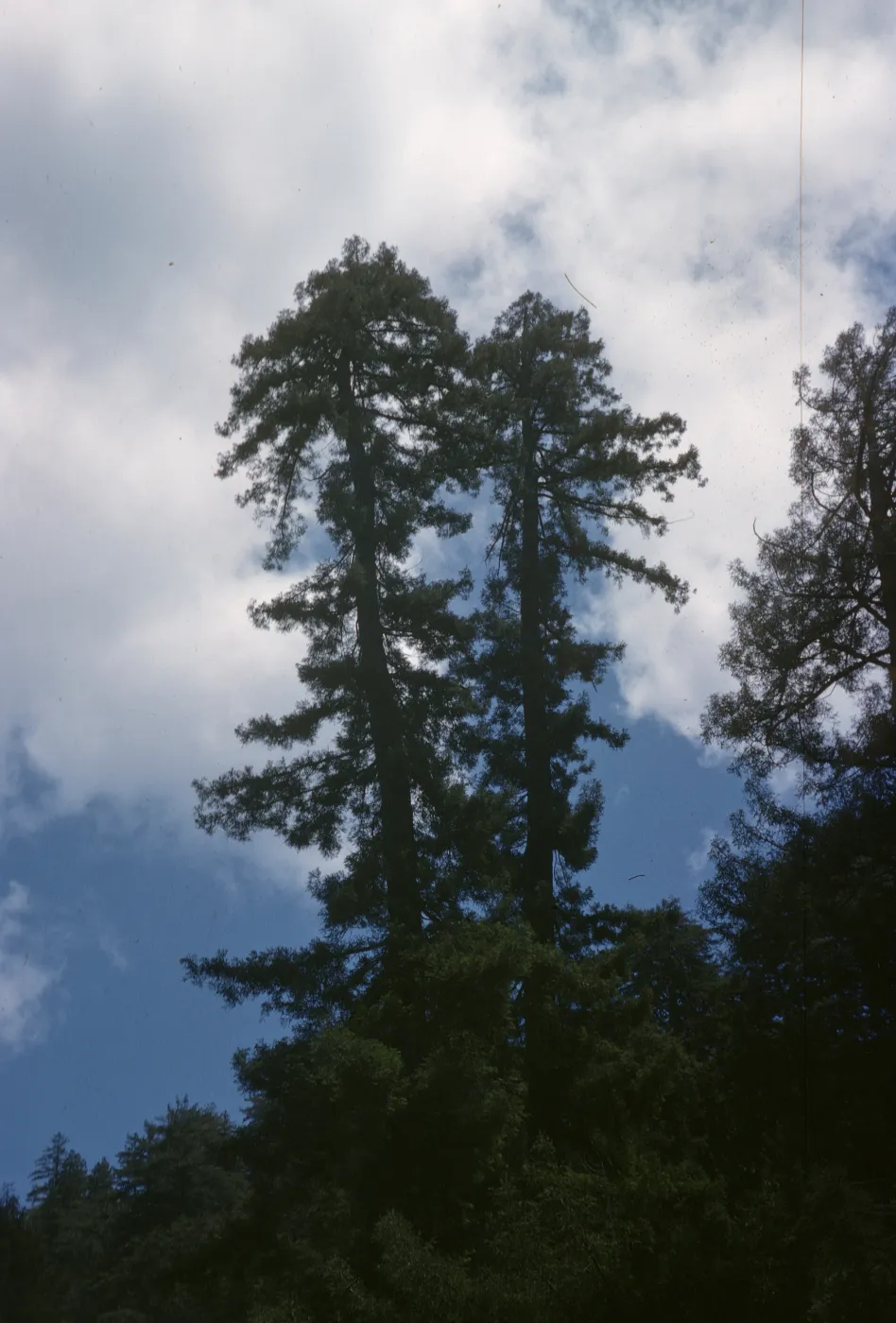 Coast Redwood, Sequoia sempervirens, Valley of Big Sur