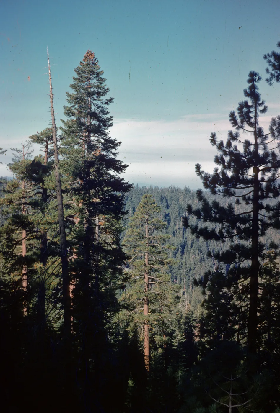 Big Tree, Mariposa Grove