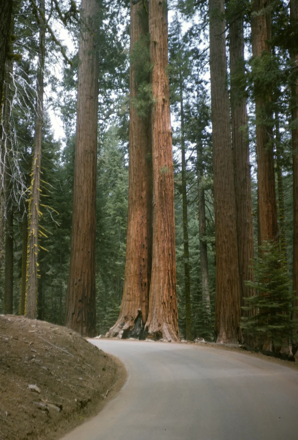 Mariposa Grove, Sequoia, Sugar Pine and Yellow Pine