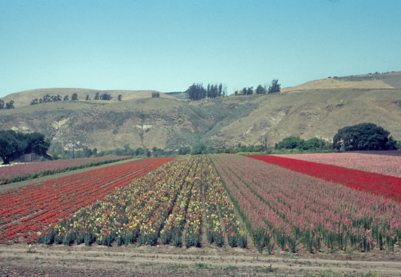 Lompoc flower fields