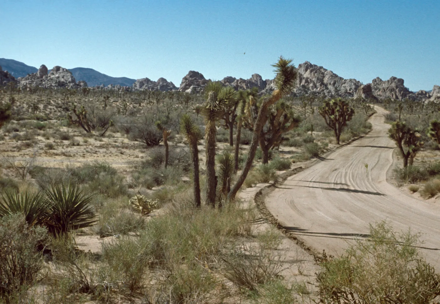 Desert Road, Joshua Tree National Monument