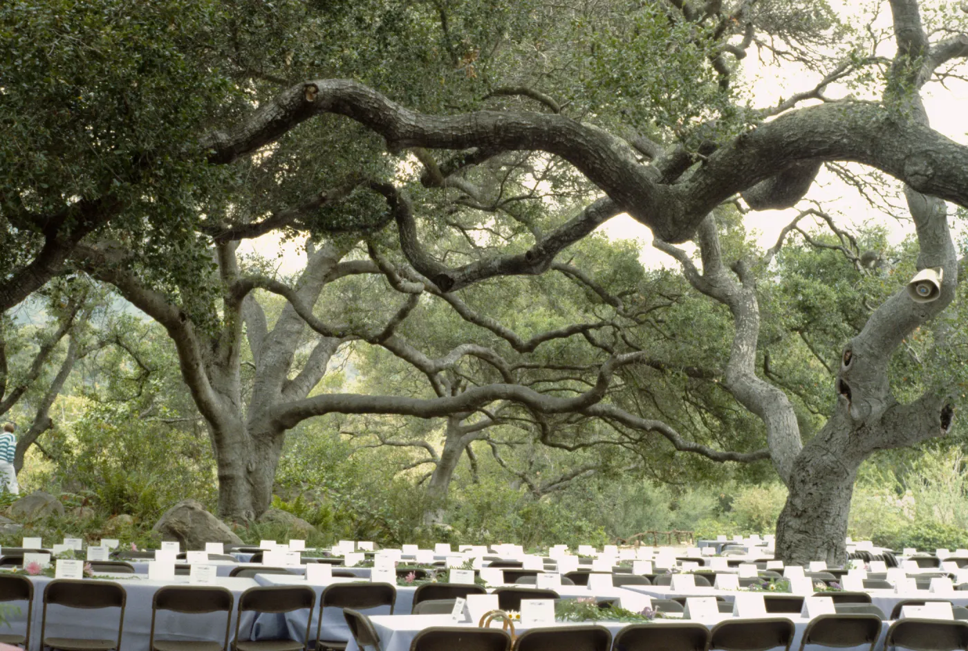 SBBG Members Day Picnic, 1988