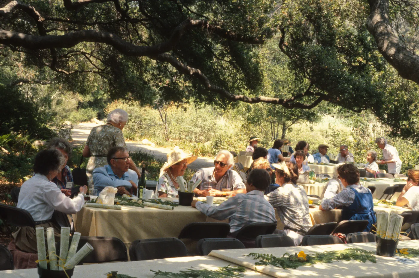 SBBG Members Day Picnic, 1987, under the Meadow Oaks