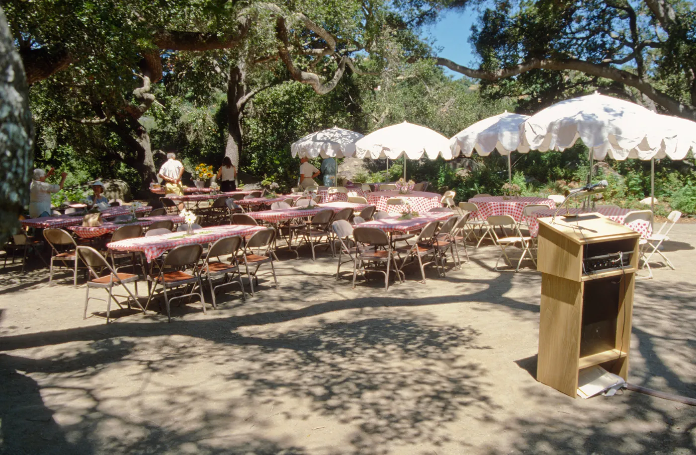 SBBG Members Day Picnic, 1994, tables set up under the Meadow Oaks