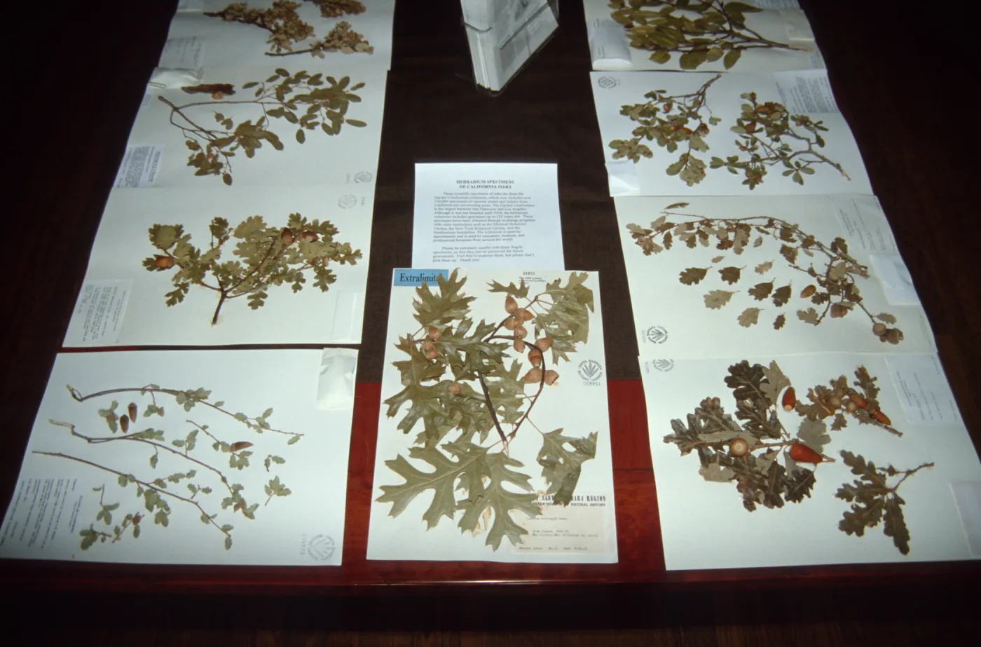 Oak herbarium sheets