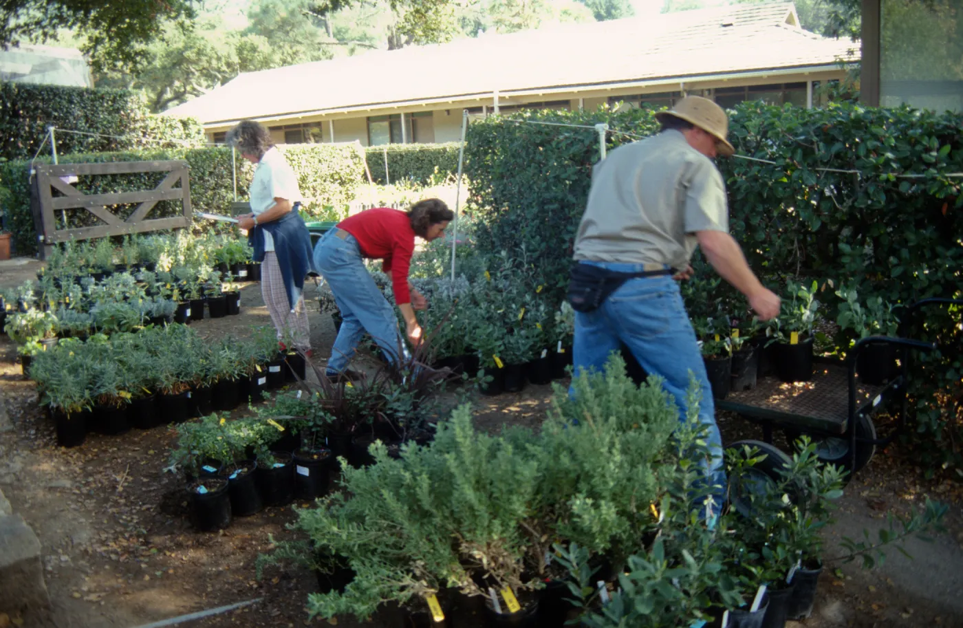Plant Sale