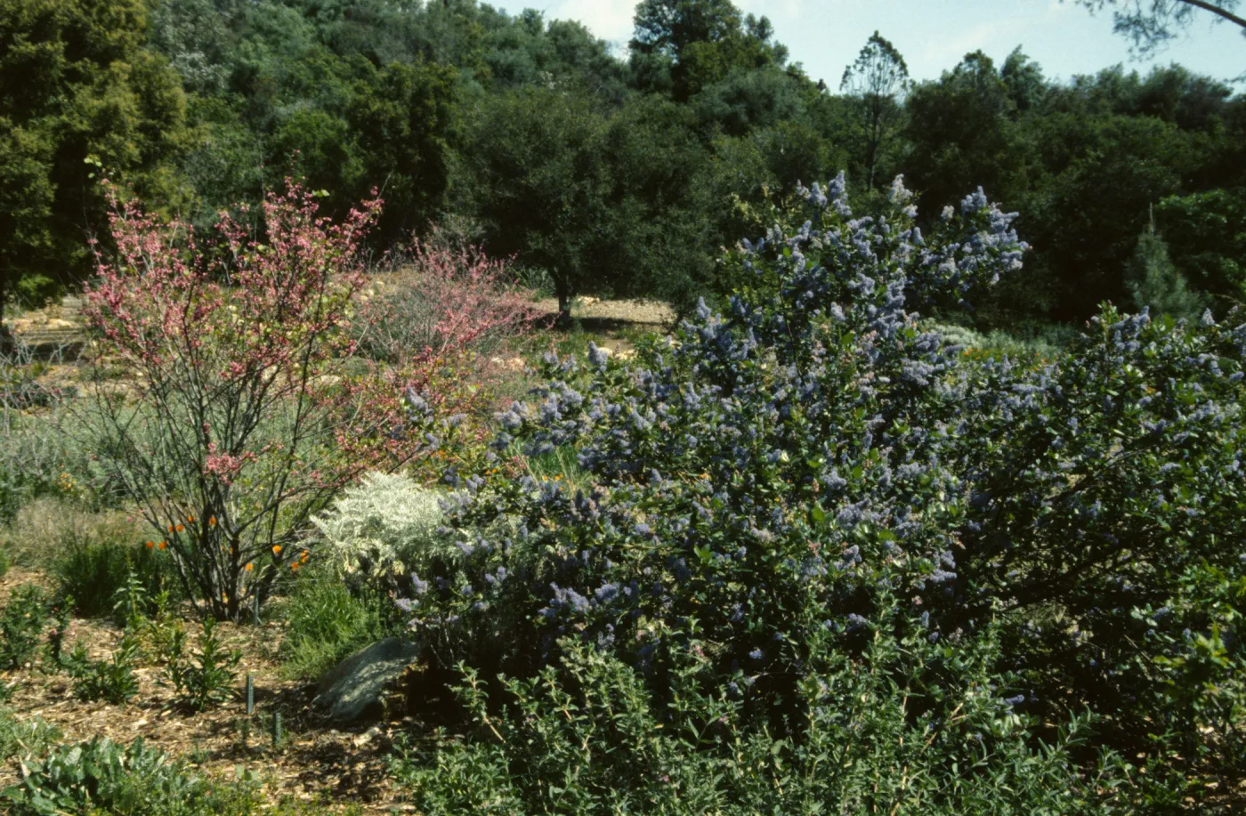 Artist in Garden