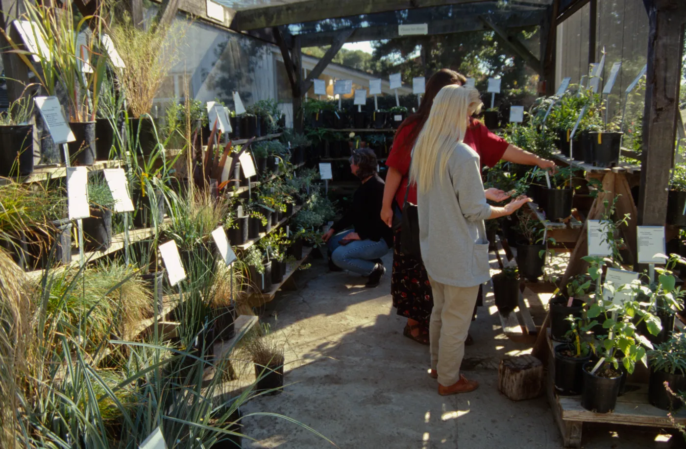 Fall Plant Sale