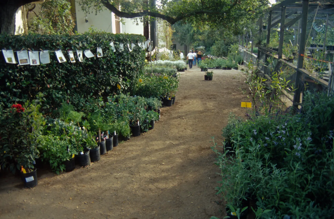 Fall Plant Sale Presale