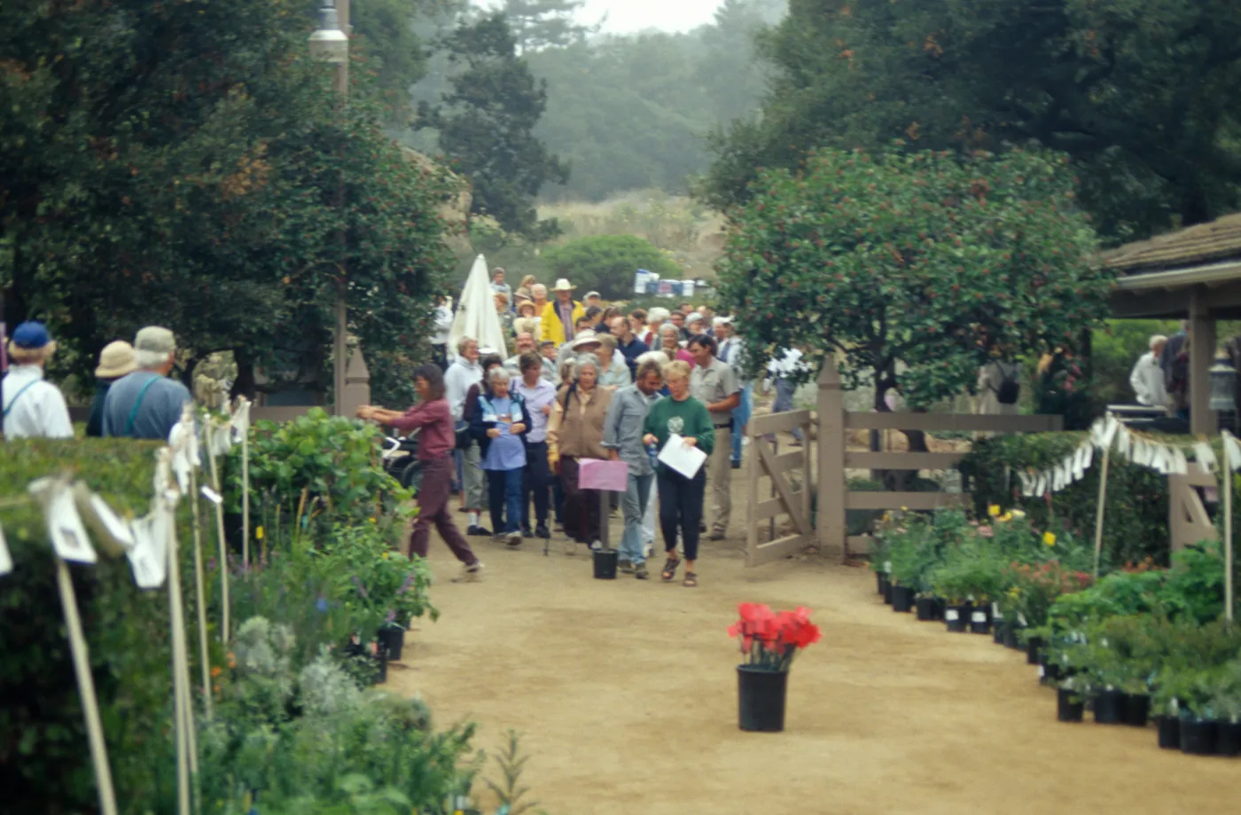 Fall Plant Sale