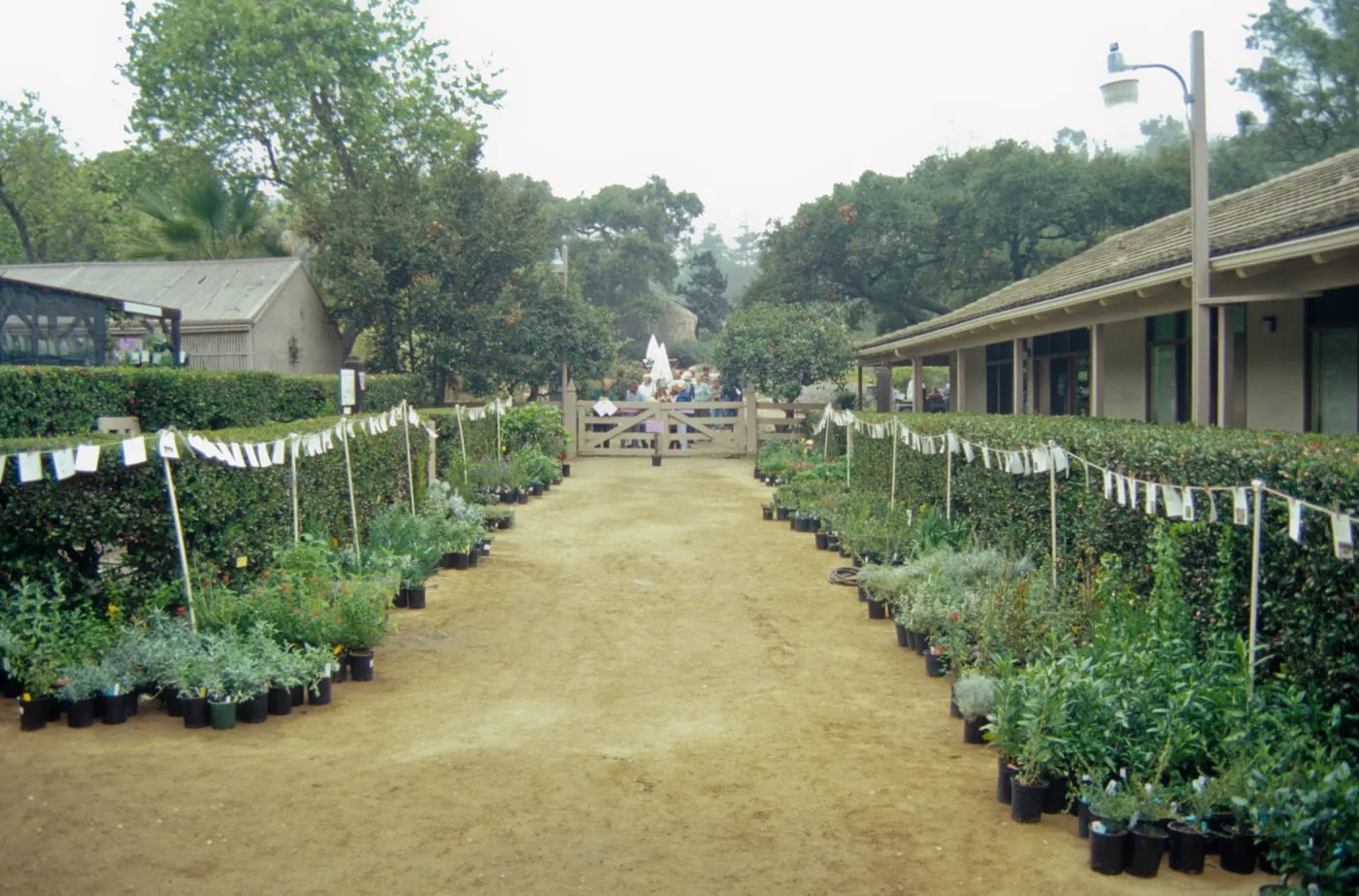 Fall Plant Sale