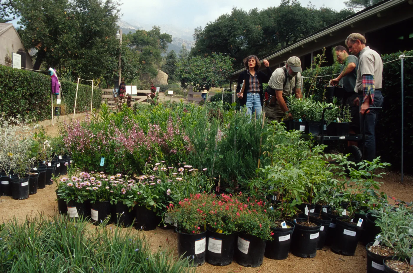 Fall Plant Sale