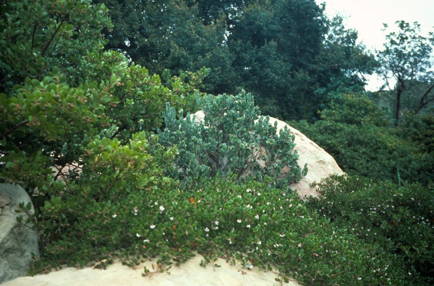 Manzanitas