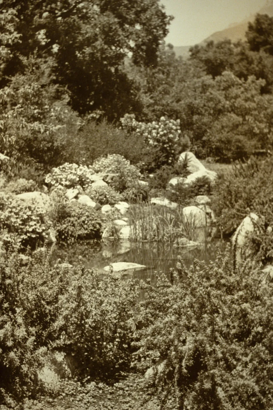 SBBG Pond
