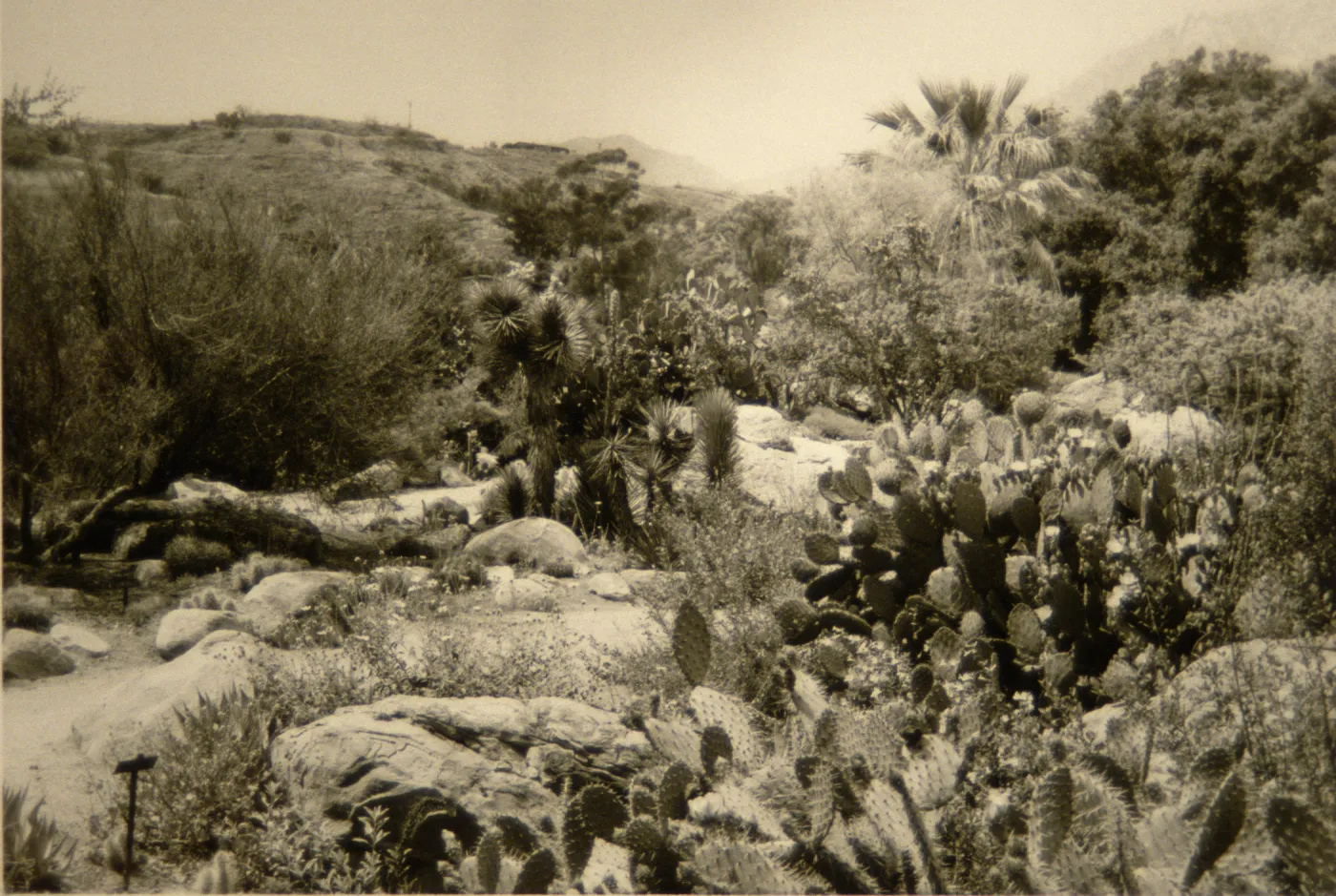 SBBG desert section