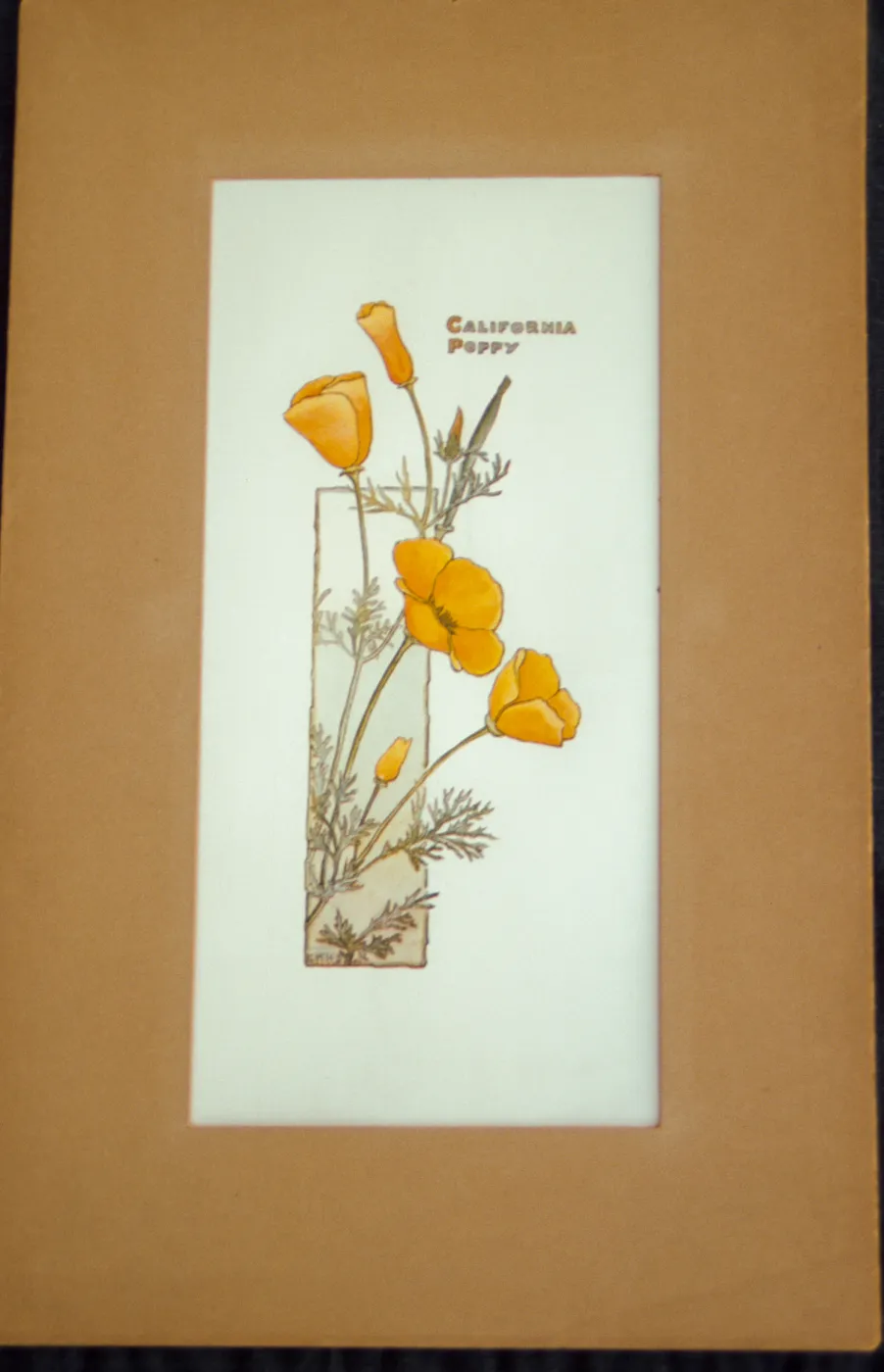 California poppy artwork, original watercolor drawing by Elizabeth Hallowell Saunders