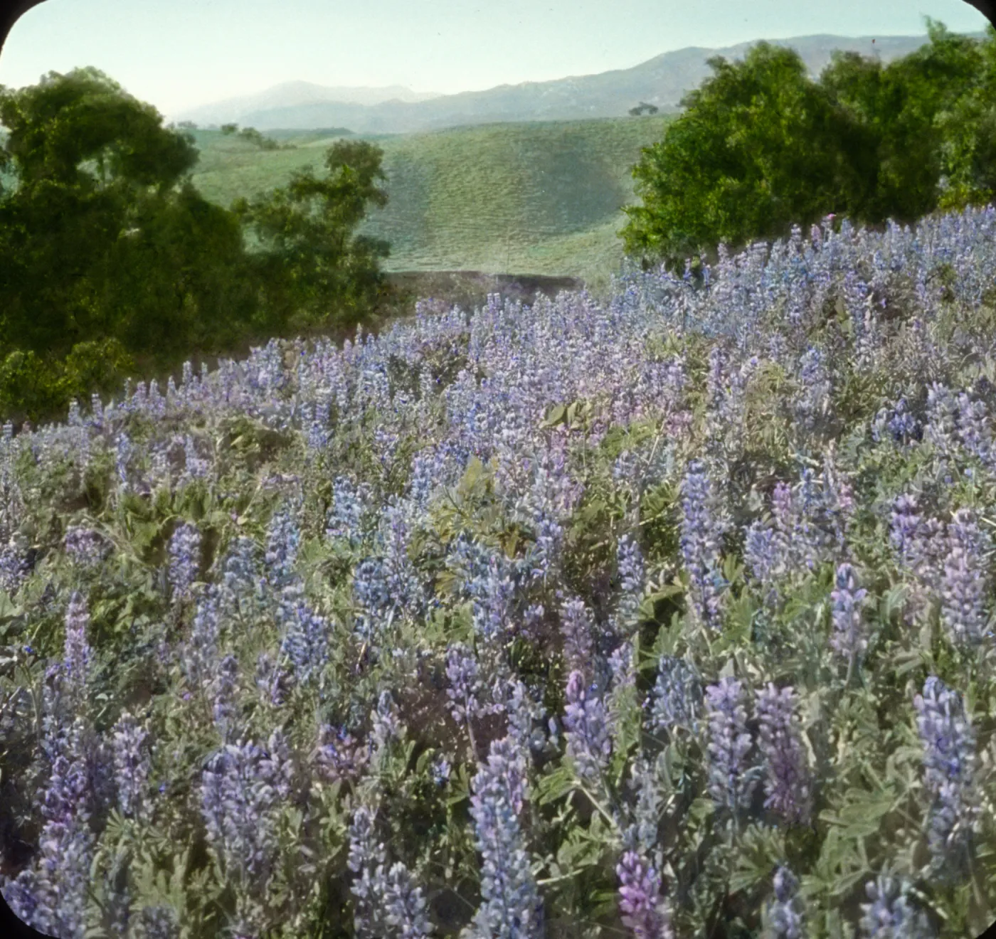 Santa Barbara Gardens of the Past - Far Horizons (Lupine)