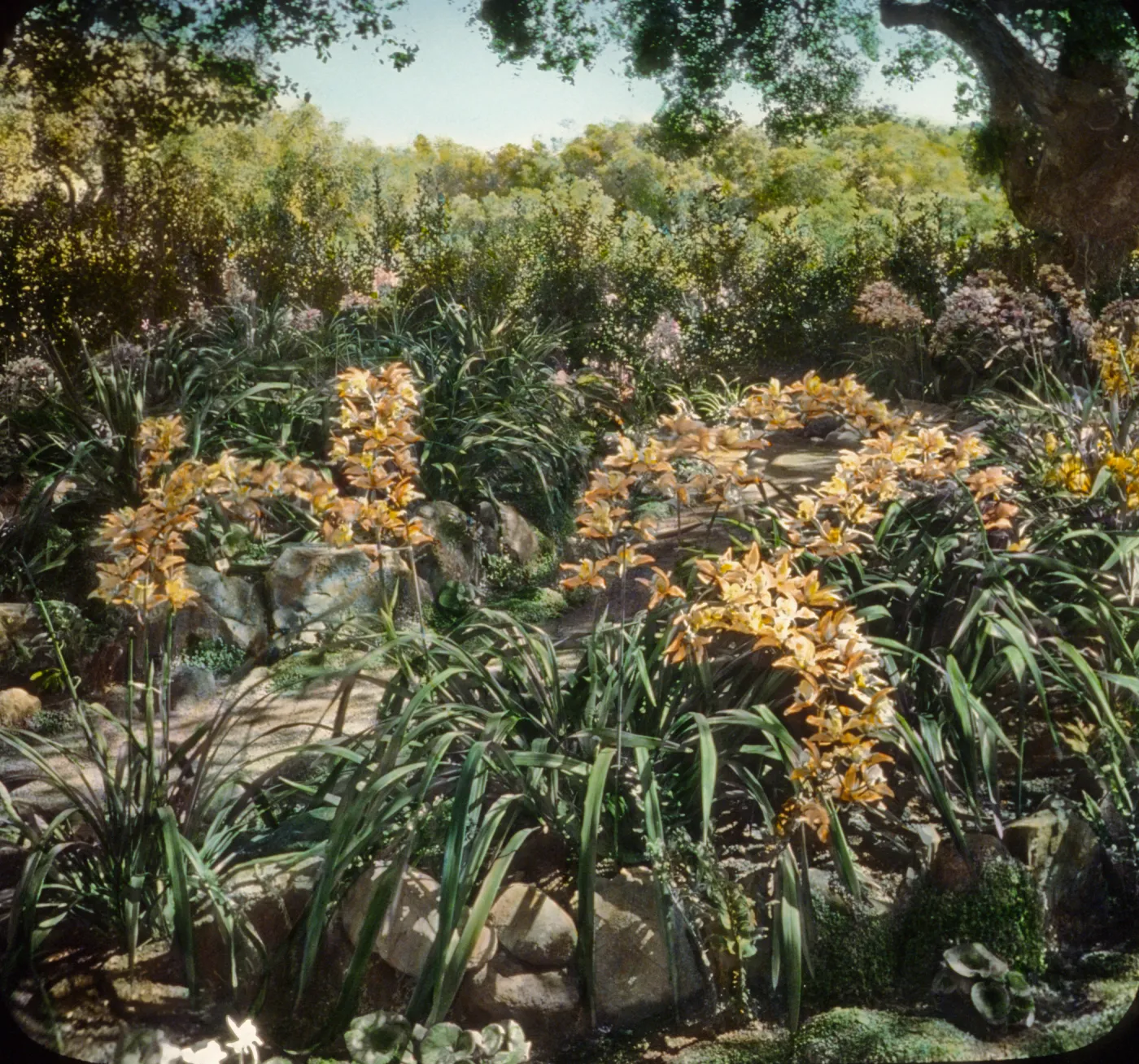 Santa Barbara Gardens of the Past - Dickenson Garden
