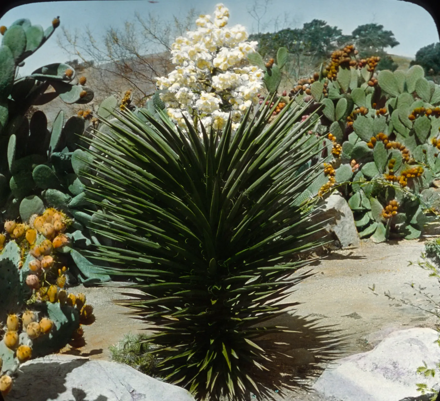 Santa Barbara Gardens of the Past - Santa Barbara Botanic Garden (Prickly-pear)