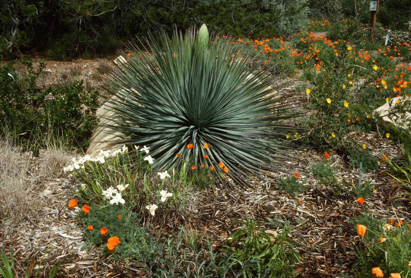 Yucca and Iris