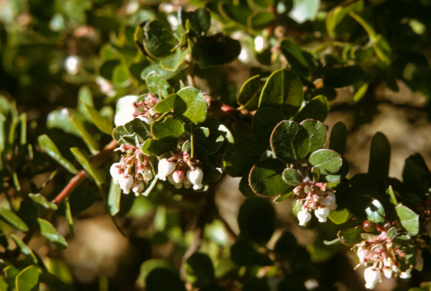 Arctostaphylos (Manzanita) flowers
