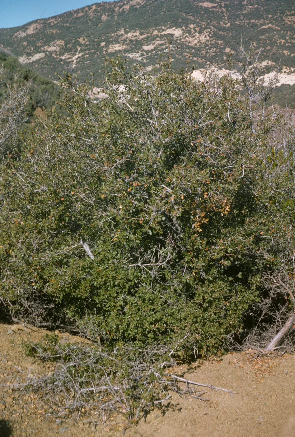 Cercocarpus betuloides, Sespe