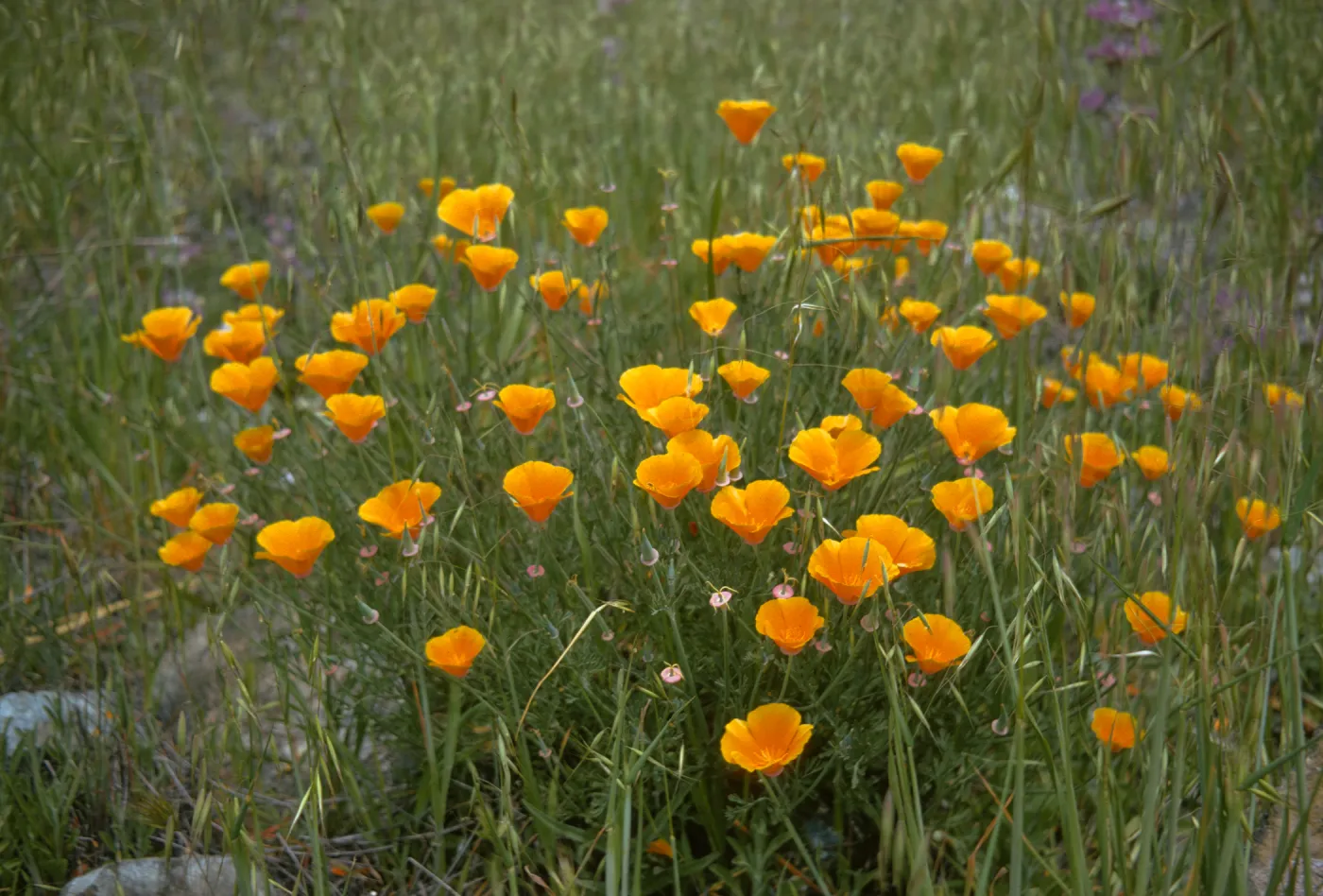 Eschscholzia californica in flower