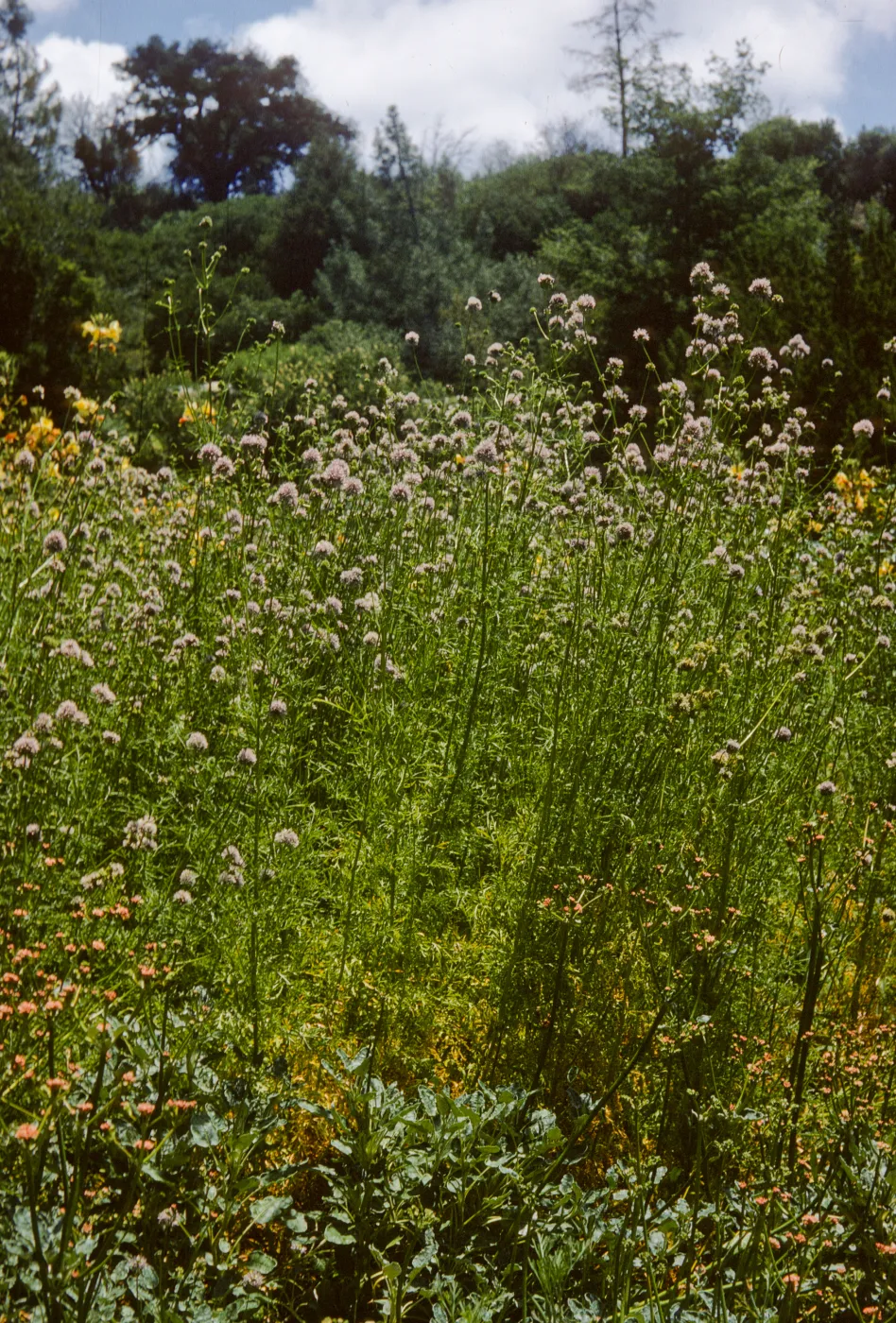 Gilia capitata in flower in the Meadow
