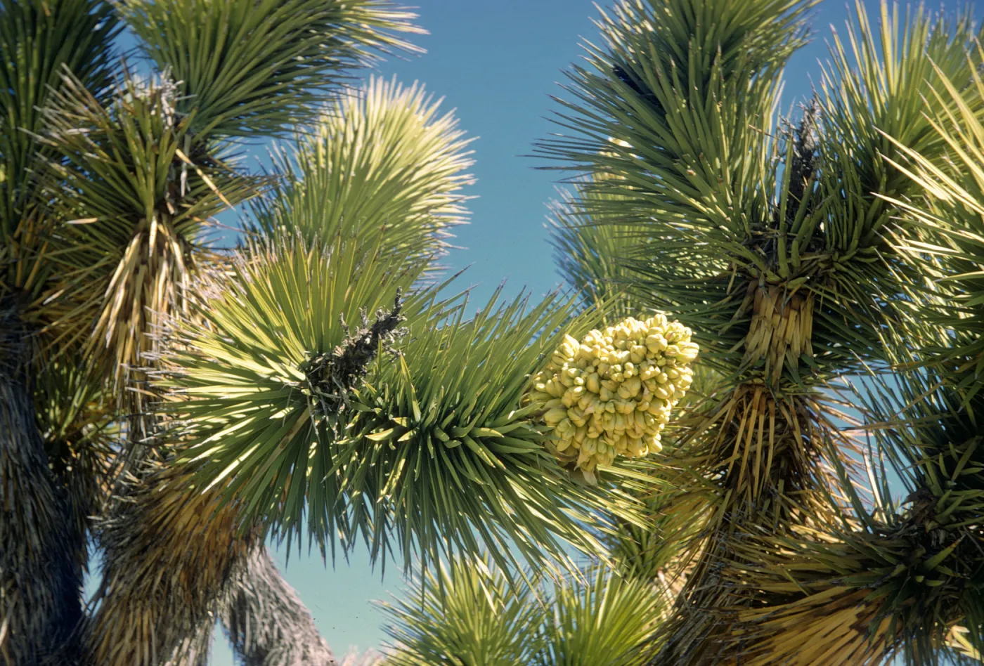 Yucca brevifolia
