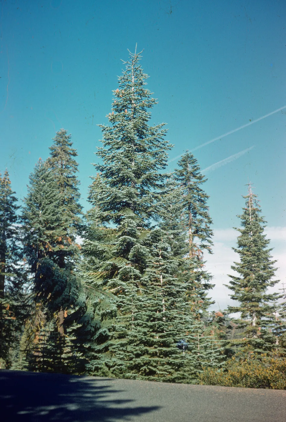 Abies concolor