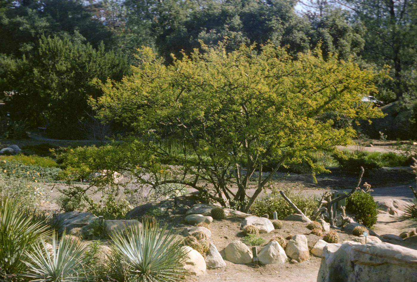 Acacia farnesiana