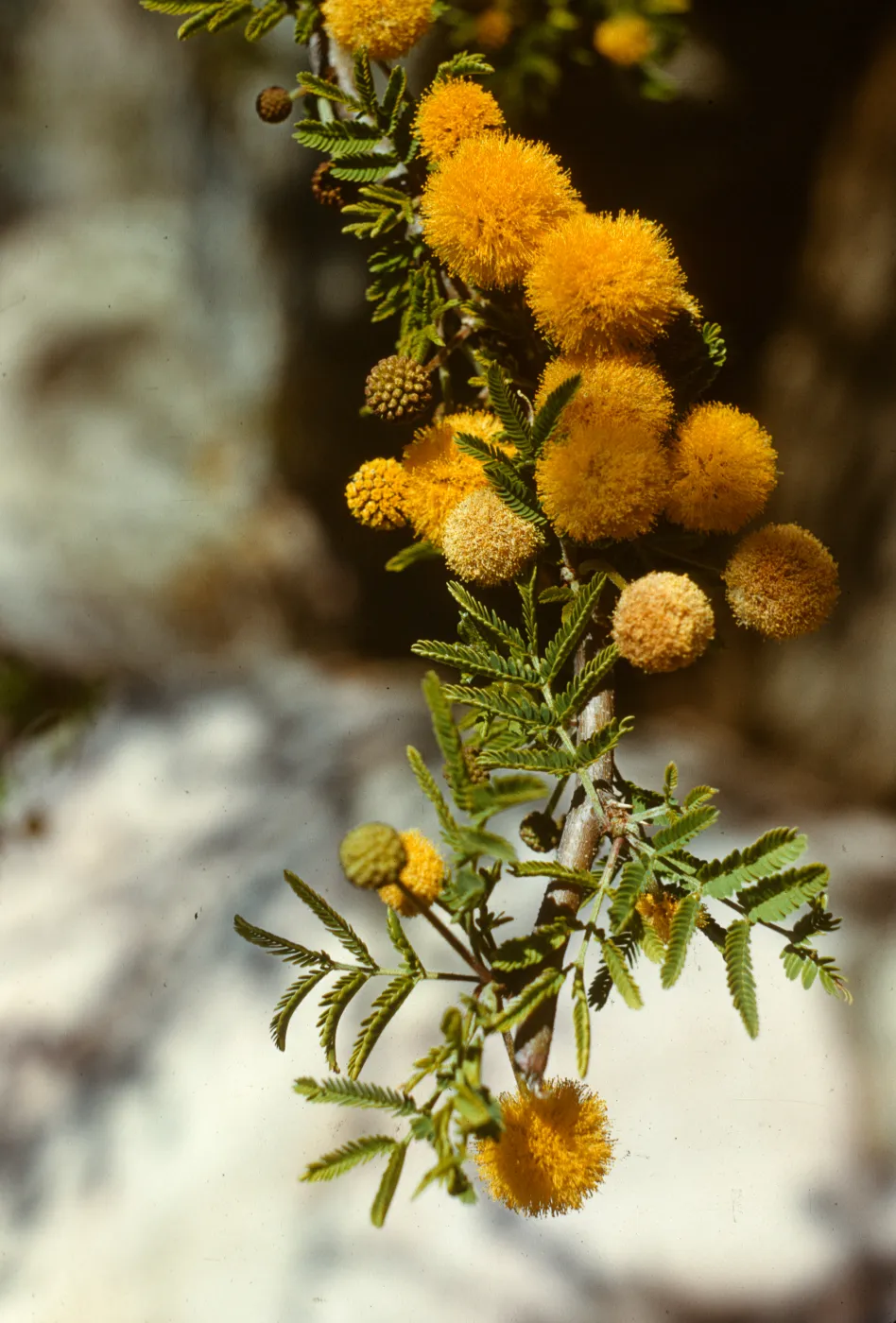Acacia farnesiana var. stansburiana
