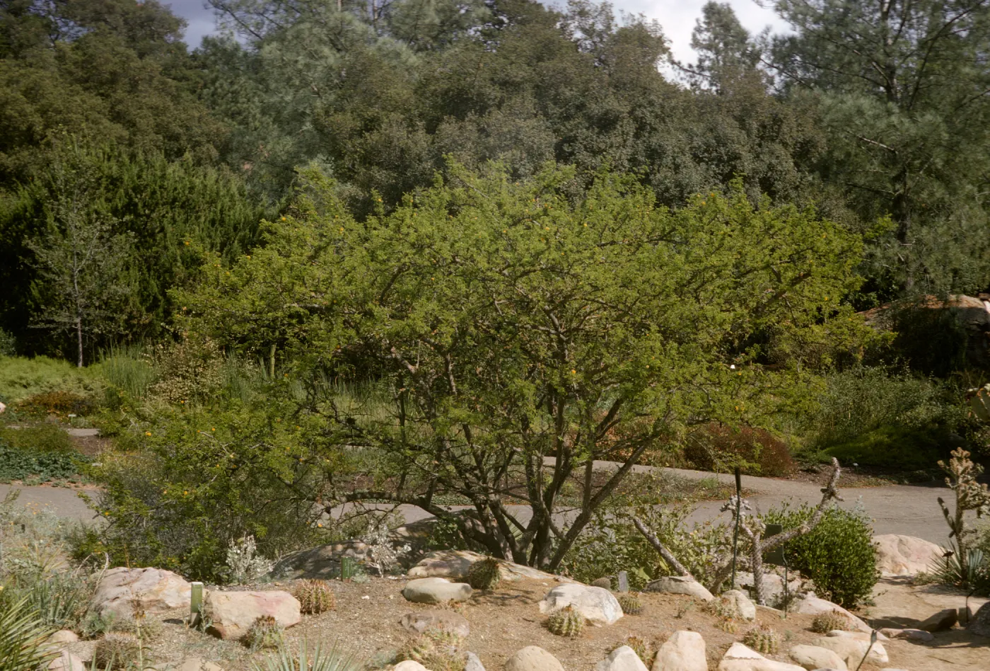 Acacia farnesiana