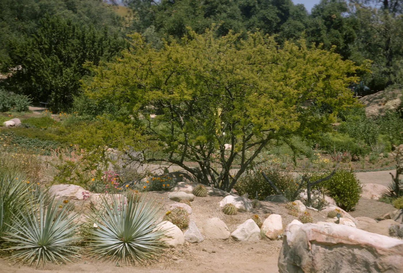 Acacia farnesiana