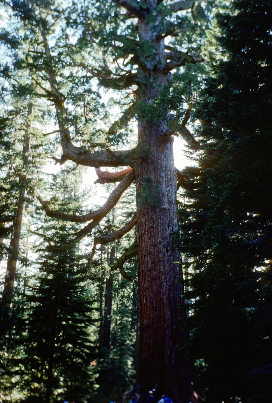 Sequoiadendron
